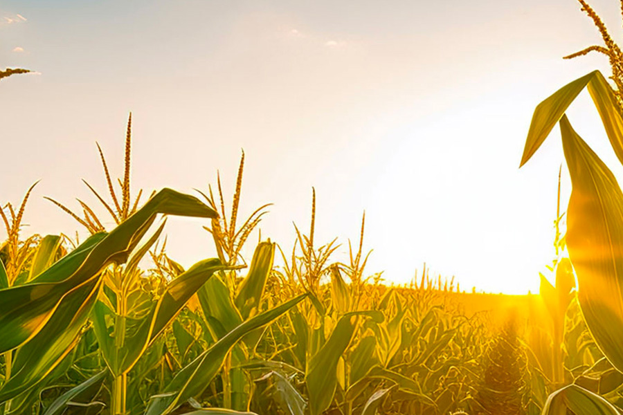 interparfums accompagne agriculteurs transformation exploitation agriculture durable groupe interparfums finance